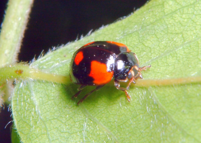 Adalia bipunctata